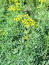 Ruta graveolens, Gartenraute, Färbepflanze, Färberpflanze, Pflanzenfarben,  färben, Klostergarten Seligenstadt